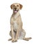 Labrador retriever, 20 months old, sitting