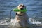 Labrador Retriever at the Beach