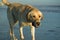 Labrador Retriever at the Beach