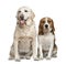 Labrador retriever and Beagle