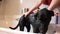 Labrador retriever being washed in bath