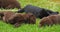 Labrador Retriever, Black and Brown Puppies on the Lawn, Sleeping, Normandy,  Slow Motion