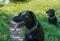 Labrador Retriever Black Dogs lay on grass in the mountains