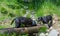 Labrador Retriever black dogs lay on a rock in the mountains