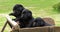 Labrador Retriever, Black Puppies in a Wheelbarrow, Normandy in France, Slow Motion