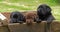 Labrador Retriever, Brown and Black Puppies in a Wheelbarrow, Normandy in France, Slow Motion
