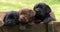 Labrador Retriever, Brown and Black Puppies in a Wheelbarrow, Normandy in France, Slow Motion