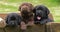 Labrador Retriever, Brown and Black Puppies in a Wheelbarrow, Normandy in France, Slow Motion