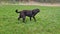 Labrador retriever, Canis lupus familiaris on a grass field. Healthy chocolate brown labrador retriever