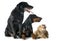 Labrador retriever, cat and dobermann