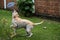 Labrador Retriever Catch dog Frisbee