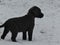 Labrador Retriever charcoal puppy snow