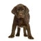 Labrador retriever chocolate