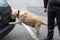 Labrador retriever Customs dog