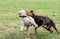 Labrador Retriever and a Doberman Pinscher dogs playing, fighting in the park