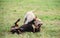 Labrador Retriever and a Doberman Pinscher dogs playing, fighting in the park