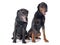 Labrador retriever and dobermann