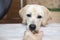 Labrador retriever dog awaiting patiently while owner allows to take some treatment from hand. Dog waiting for command, training