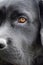 Labrador retriever dog close-up. Macro photo of a black dog. A pet, an animal