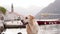 Labrador Retriever dog explores a historic seaside town