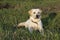 Labrador retriever dog in field. 7 month old puppy looks attentively and warily