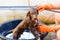 Labrador retriever dog grooming