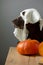 Labrador retriever dog in a Halloween ghost costume sits next to pumpkins. Cooking pumpkin food is an eco-friendly food