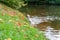 Labrador Retriever Dog Jums Into Water and Taking Tree Branch Out. Water Splash.