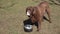 Labrador retriever dog licks yogurt or sour cream from a pan in the garden.