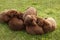 Labrador Retriever dog litter of pups