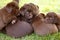 Labrador Retriever dog litter of pups