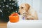 Labrador retriever dog looking at Christmas gift