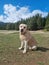 Labrador retriever dog in the mountains landscape  in the background in the mountains  near Blake lake