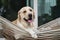 Labrador retriever dog rest on rope hammock