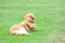Labrador retriever dog resting lawn park