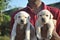 Labrador Retriever Dog& x27;s Cute Puppy In Fown Colors