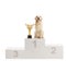 Labrador retriever dog standing with a trophy on a winner`s pedestal