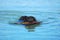Labrador Retriever dog swimming