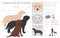 Labrador retriever dogs in different poses and coat colors clipart