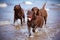 Labrador retriever dogs playing at the sea