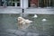 A Labrador Retriever is enjoying the cold water of a mini fountain in the heart of Milan