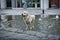 A Labrador Retriever is enjoying the cold water of a mini fountain in the heart of Milan