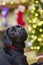 Labrador Retriever in Front of a Christmas Tree
