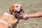 Labrador Retriever gives the paw