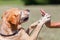 Labrador Retriever gives the paw