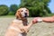 Labrador Retriever gives the paw