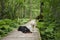 A Labrador Retriever and a Gordon Setter rest on a forest boardwalk