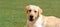 Labrador Retriever on grass