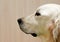 Labrador retriever, Labrador retriever portrait close up, only head crop, labrador in brown cream background looking straight