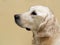 Labrador retriever, Labrador retriever portrait close up, head crop, labrador in brown cream background looking straight